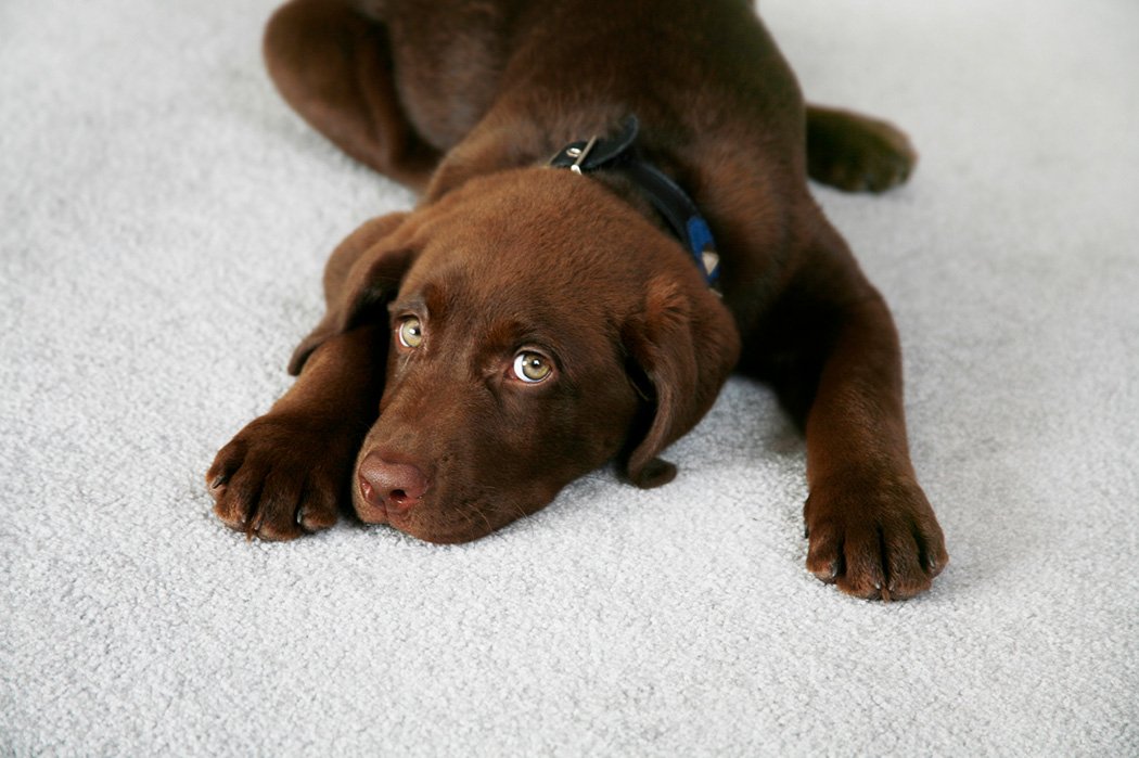 Chocolate Labrador Retriever Puppy
