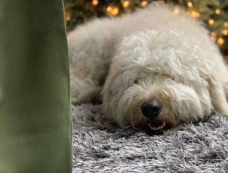 Dog on Cozy Carpet in Holidays